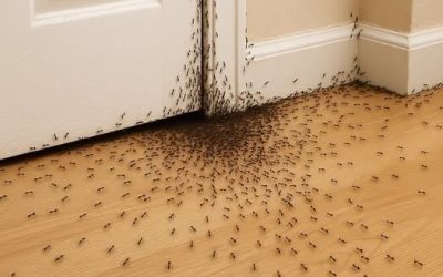 Cuando las hormigas invaden tu casa, esto es lo que el Universo intenta decirte