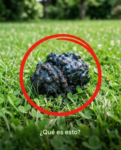 Mi perro se quedó paralizado en la hierba y empezó a olfatear.