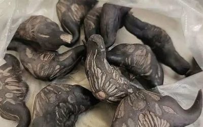 Los médicos revelan que comer anacardos causa