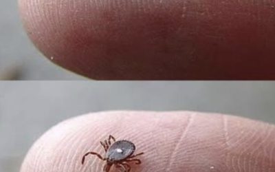 ¿Alguien sabe qué es esto? Lo encontré trepando por la pierna de mi hijo después de un paseo por el bosque. Parecía una garrapata… pero esa extraña mancha blanca me asustó. Estoy un poco asustada. ¿Alguien ha visto algo así alguna vez?