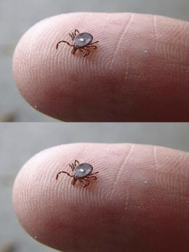 ¿Alguien sabe qué es esto? Lo encontré trepando por la pierna de mi hijo después de un paseo por el bosque. Parecía una garrapata… pero esa extraña mancha blanca me asustó. Estoy un poco asustada. ¿Alguien ha visto algo así alguna vez?